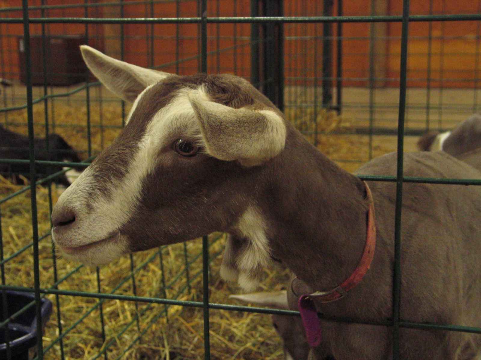 Goat at the Kimberton Fair
        Image © Frederick Monsimer