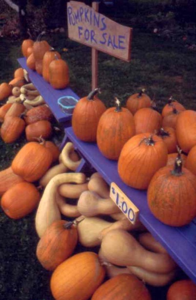 Pumpkins for sale
        Image © Frederick Monsimer